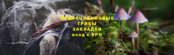 стаф Каменногорск