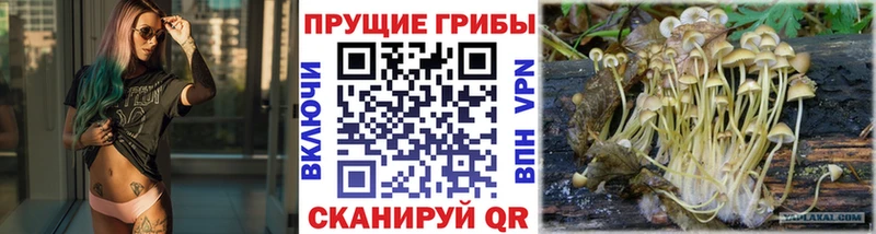 Купить  Пойковский  Галлюциногенные грибы прущие грибы 